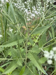 Eupatorium serotinum