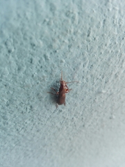Stenomorphus