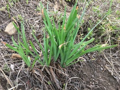 Tulbaghia