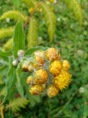 Helichrysum