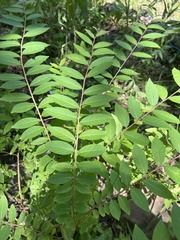 Ailanthus altissima