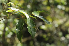 Itea parviflora