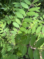 Ailanthus altissima