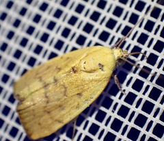 Earias