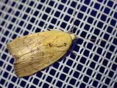 Earias