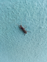 Stenomorphus