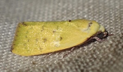 Earias