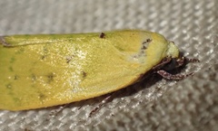 Earias