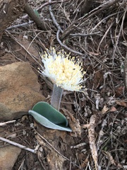 Haemanthus humilis