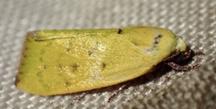 Earias