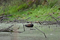 Asarcornis scutulata