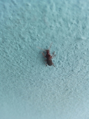 Stenomorphus