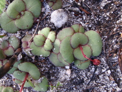 Crassula capensis