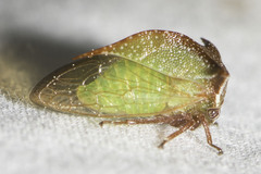 Stictocephala stimulea