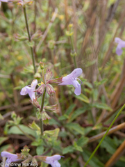 Salvia runcinata
