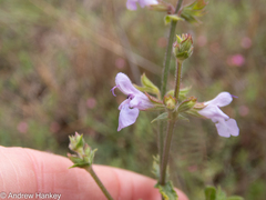 Salvia runcinata