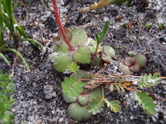 Crassula capensis