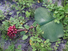 Haemanthus sanguineus