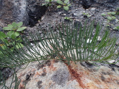 Lebeckia