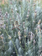 Argiope bruennichi