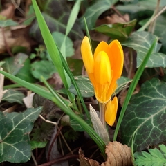 Crocus chrysanthus