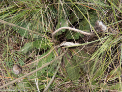 Haplocarpha lyrata