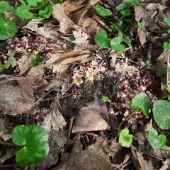 Lathraea clandestina