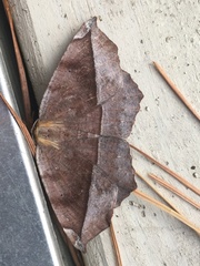 Eutrapela clemataria