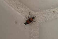 Anthocomus equestris