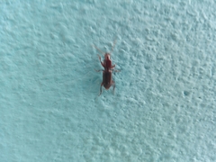 Stenomorphus