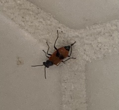 Anthocomus equestris