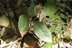 Mucuna macrocarpa