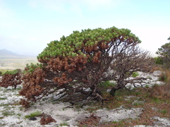 Mimetes fimbriifolius