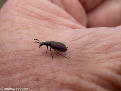 Coleoptera