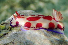Hypselodoris