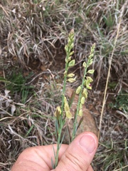 Polygala leendertziae