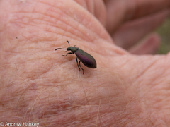 Coleoptera