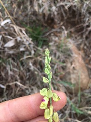 Polygala leendertziae