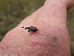 Coleoptera