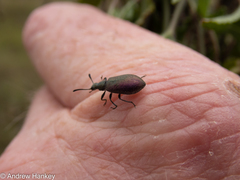 Coleoptera