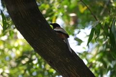 Dendrocitta vagabunda