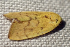 Earias