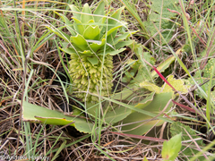 Eucomis autumnalis clavata