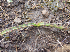 Ledebouria luteola