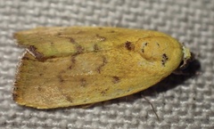 Earias