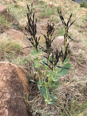 Argyrolobium robustum