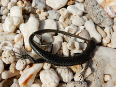 Emoia atrocostata