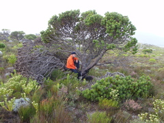 Mimetes fimbriifolius