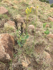 Argyrolobium robustum