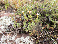 Crassula dependens